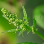 新新漫画 正版 漫画:探索正版漫画的魅力与精彩世界 91wa5